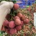 广东省茂名市电白桂味荔枝，大量上市了，有需要的老板可以联系我