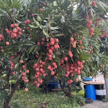 正宗庞寨黑叶荔枝