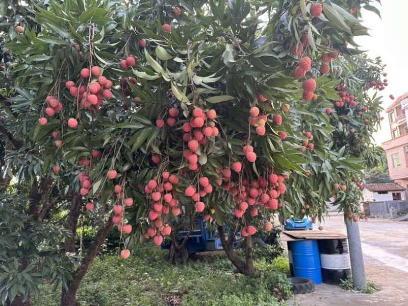 正宗庞寨黑叶荔枝