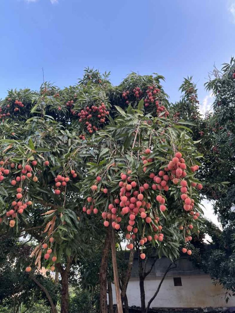 正宗庞寨黑叶荔枝