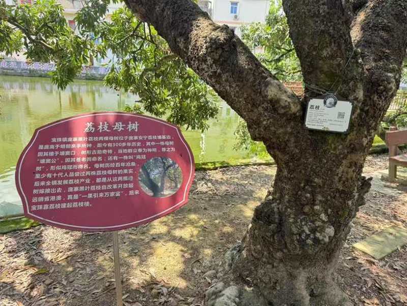 正宗庞寨黑叶荔枝