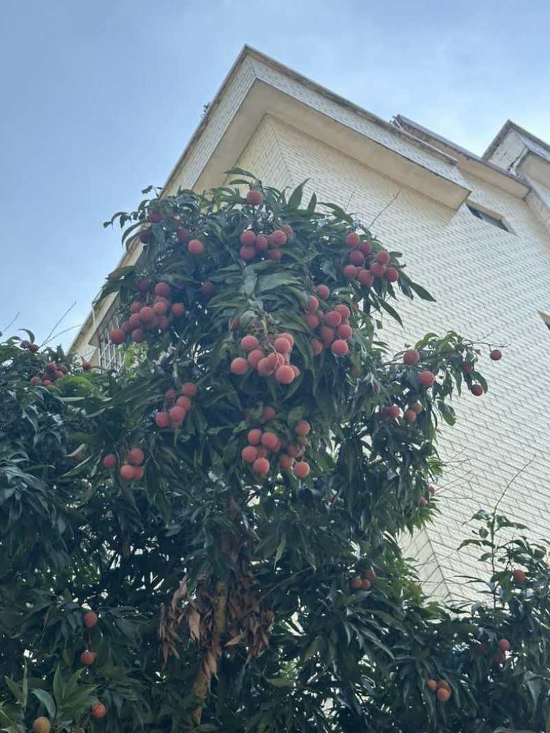 正宗庞寨黑叶荔枝