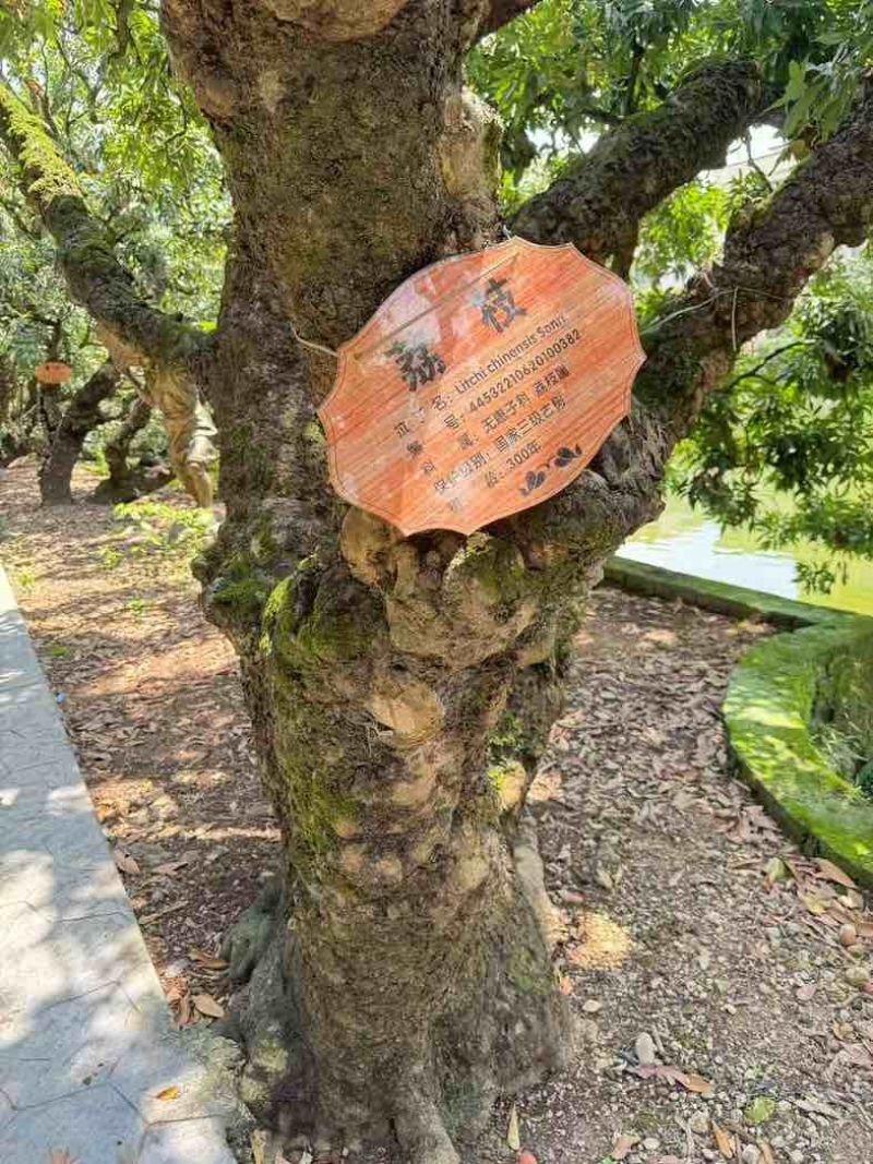 正宗庞寨黑叶荔枝