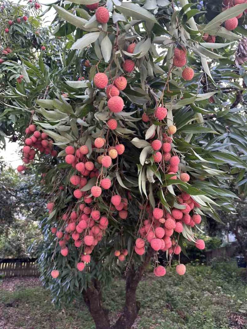 正宗庞寨黑叶荔枝