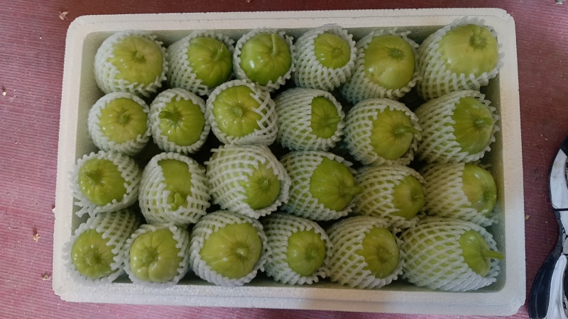 玉女黄瓜