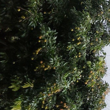 增城荔枝