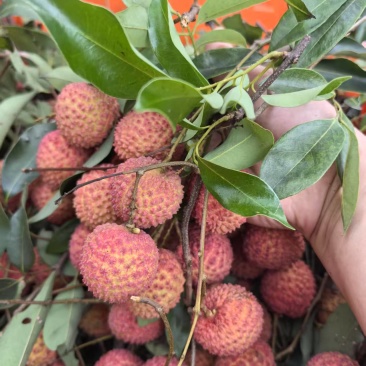 糯米糍荔枝