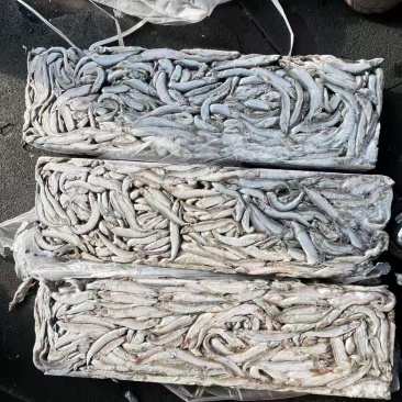 多春鱼原料，母体55-60左右
