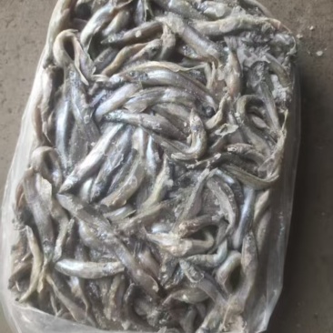 多春鱼公体2吨左右
