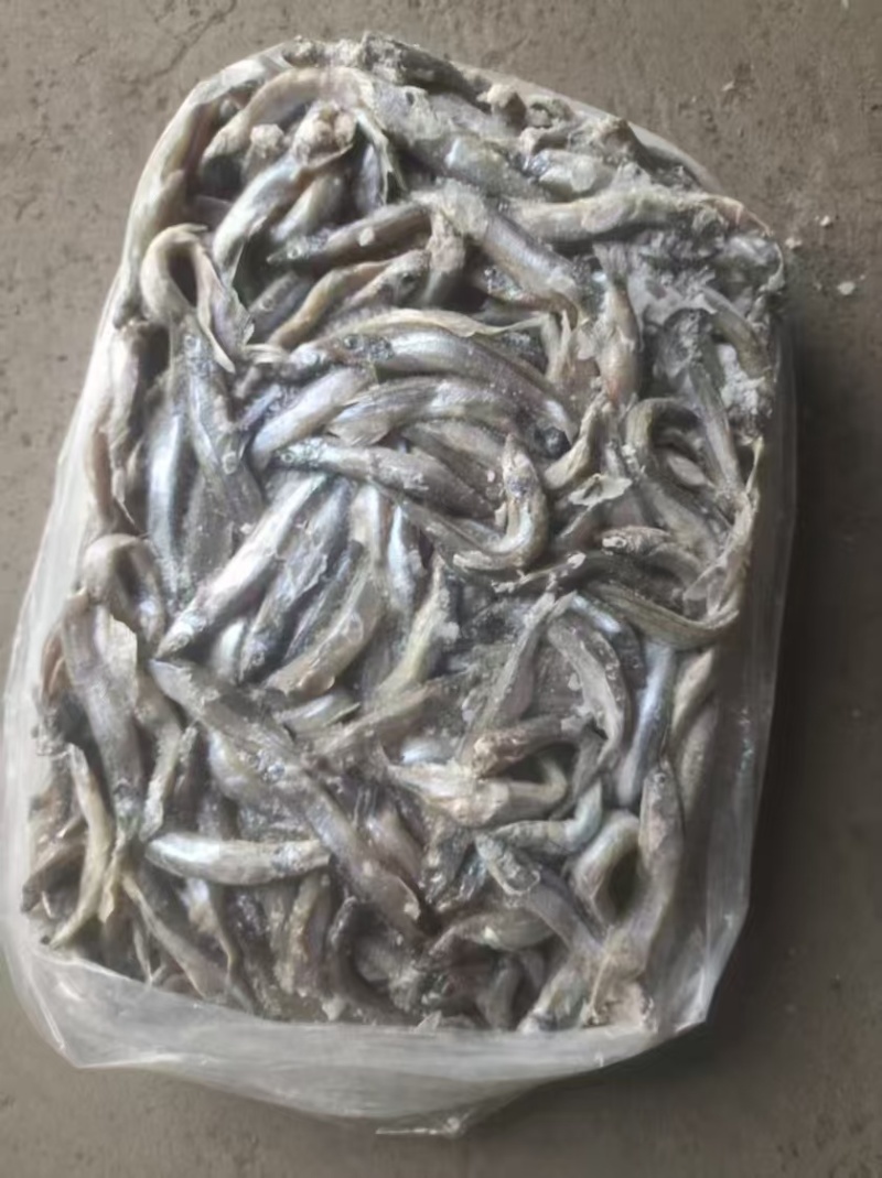 多春鱼公体2吨左右