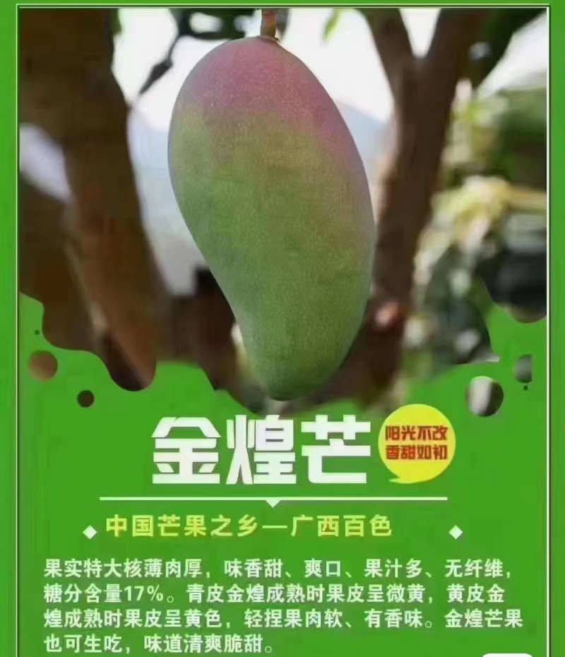 广西百色田阳芒果之乡批发零售一件代发产地直供