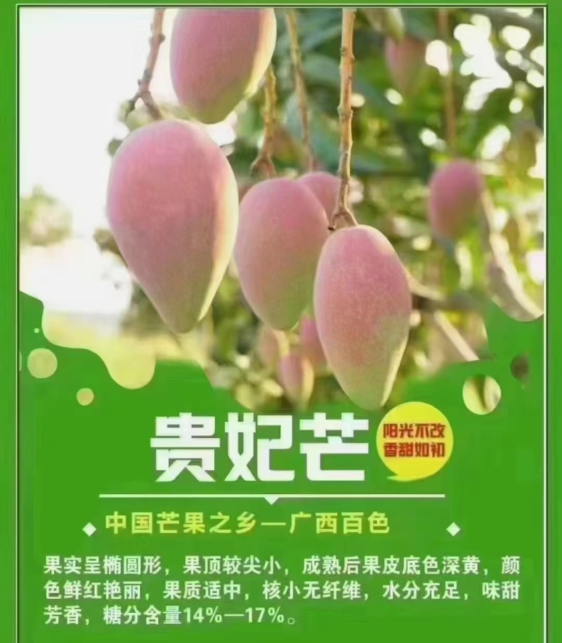 广西百色田阳芒果之乡批发零售一件代发产地直供