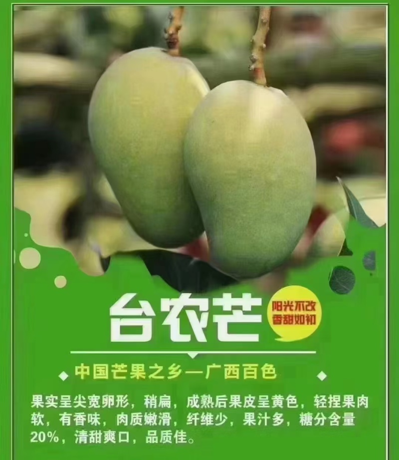广西百色田阳芒果之乡批发零售一件代发产地直供