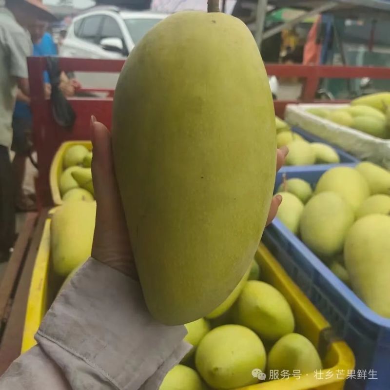 广西百色田阳芒果之乡批发零售一件代发产地直供