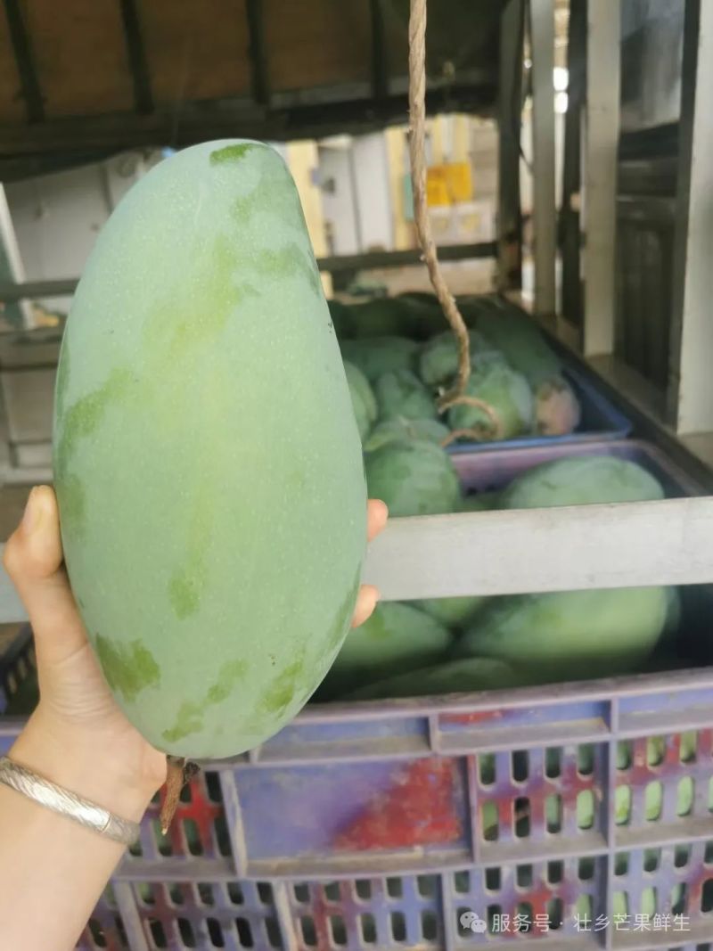 广西百色田阳芒果之乡批发零售一件代发产地直供