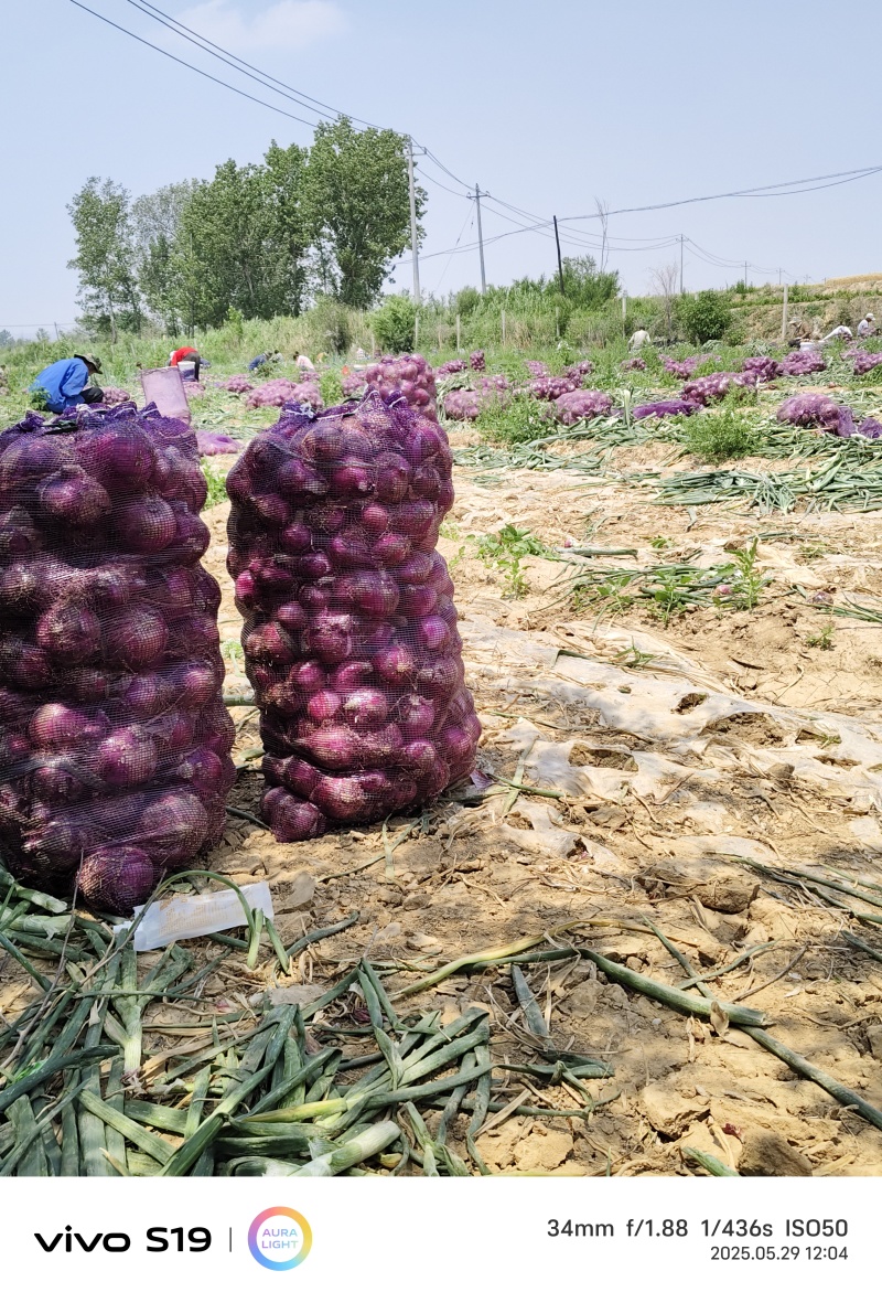 大量紫皮洋葱色泽度鲜亮，硬度高耐储存