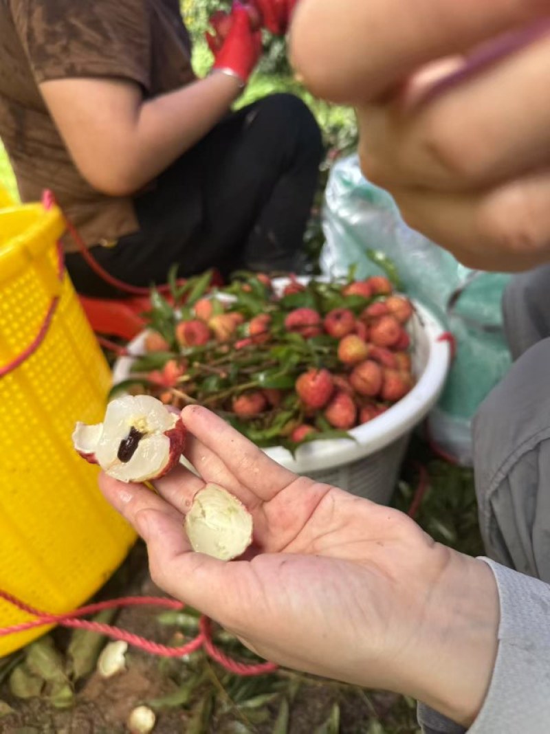 荔枝糯米糍荔枝正宗广州增城荔枝新鲜摘新鲜发货