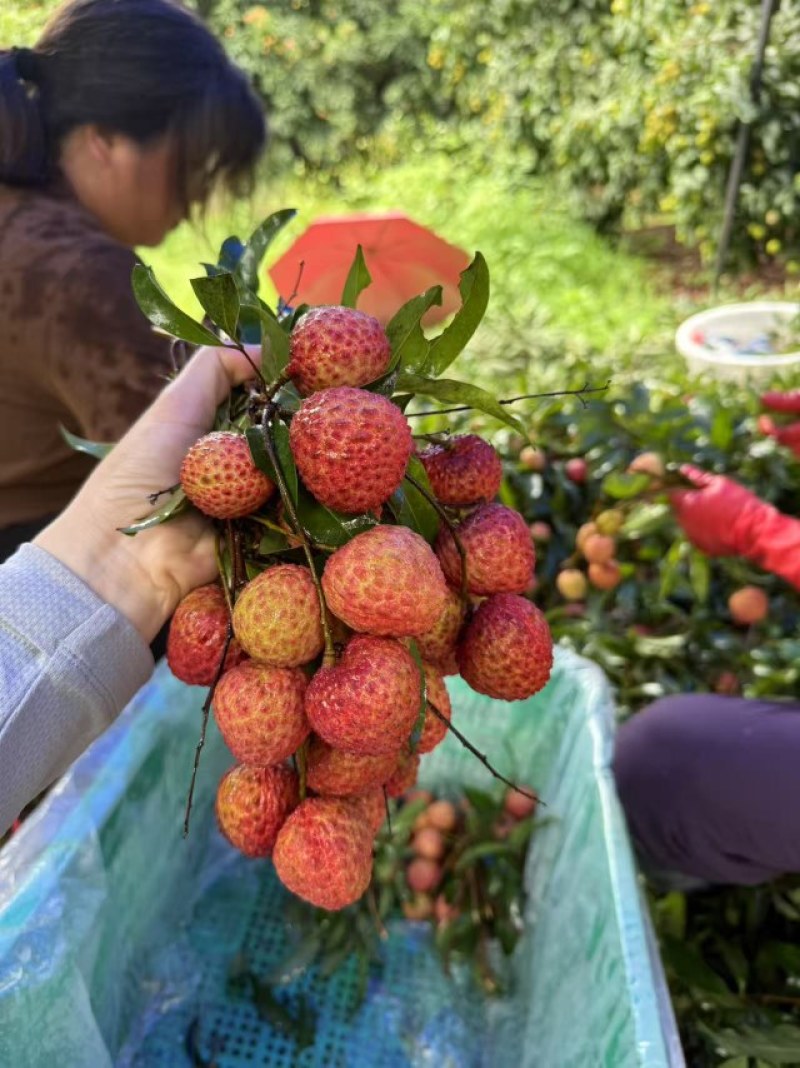 荔枝糯米糍荔枝正宗广州增城荔枝新鲜摘新鲜发货