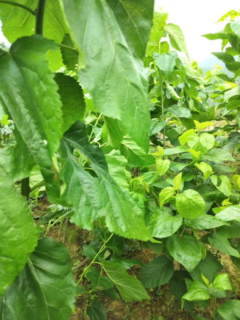 新蚕茧，***养殖。