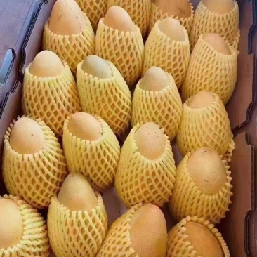 百色芒果