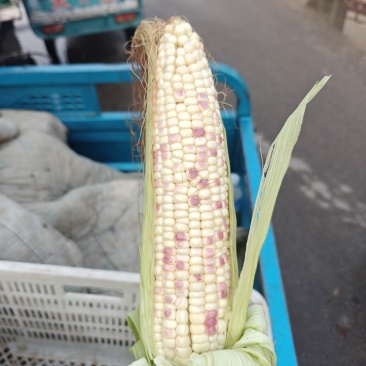 超大花玉米