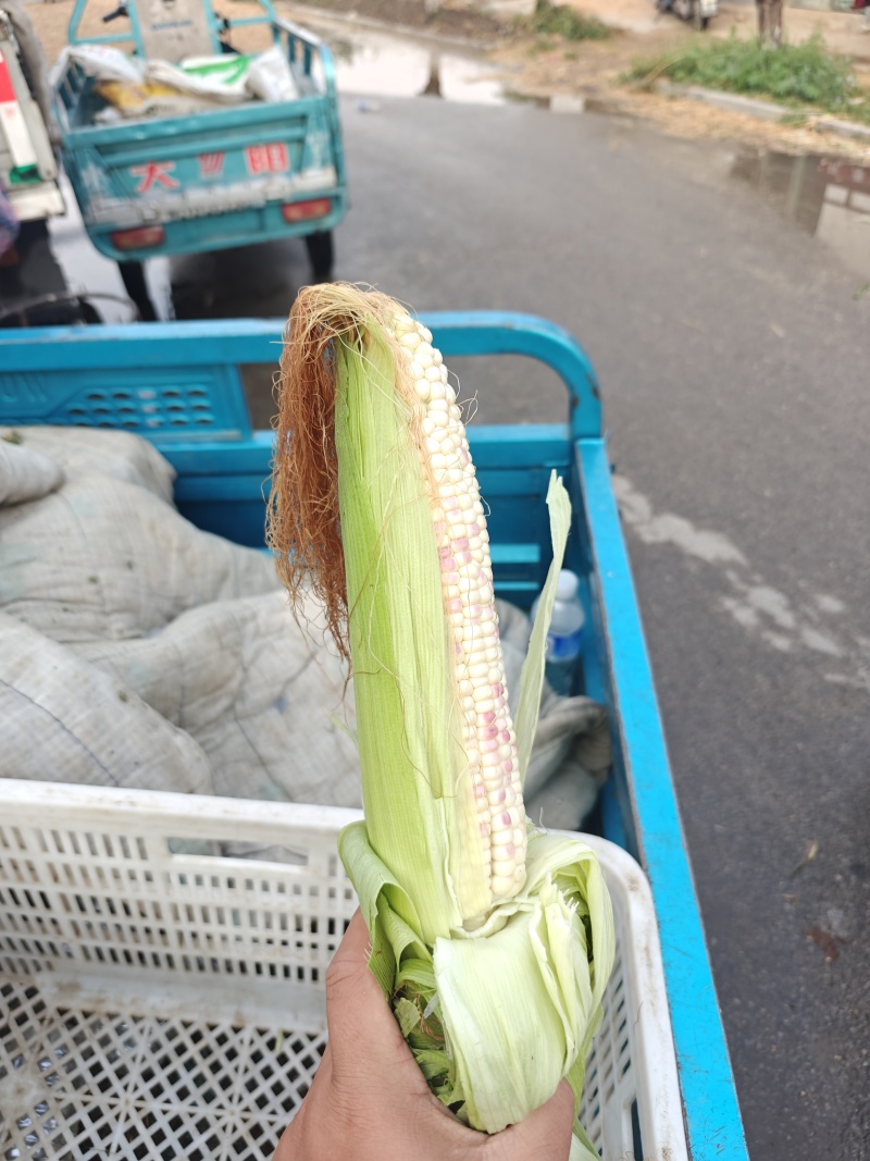 超大花玉米
