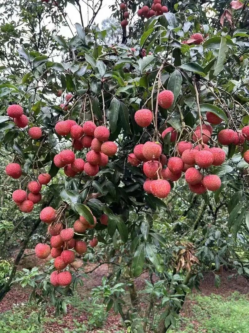 惠州镇隆果园直销荔枝