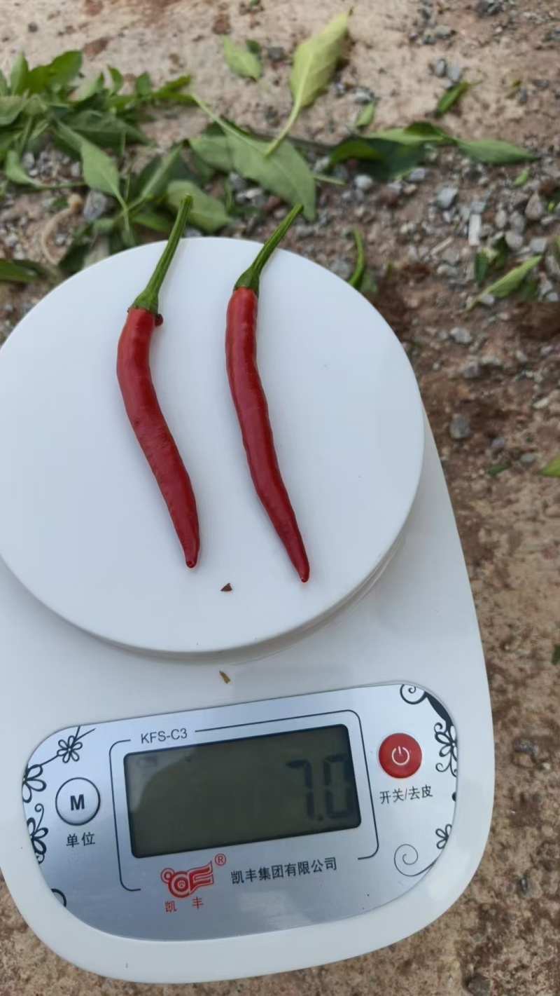 印度辣椒500亩