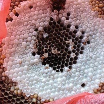 蜂蛹