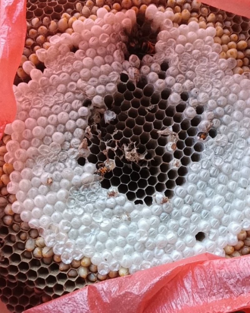蜂蛹