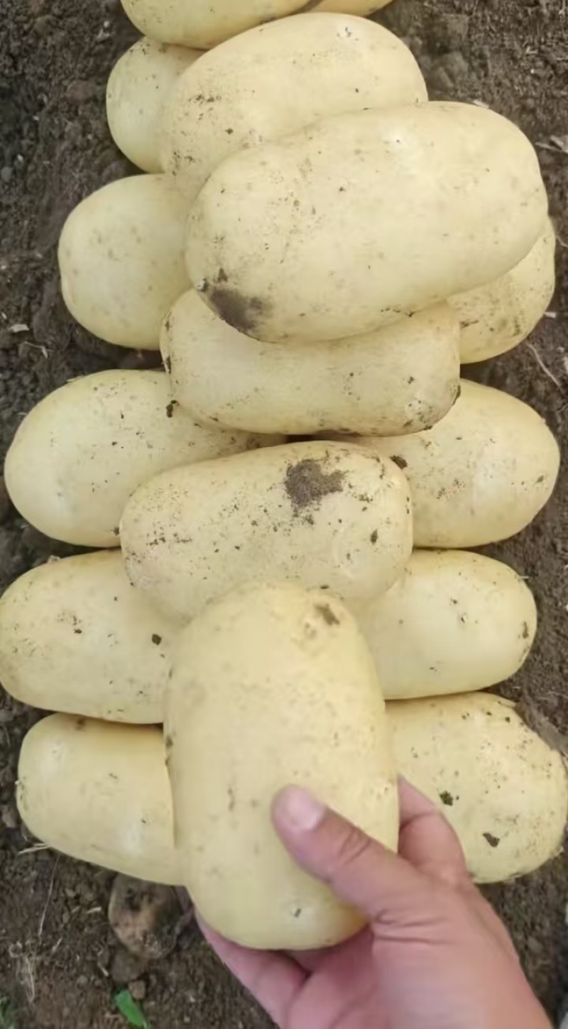 土豆