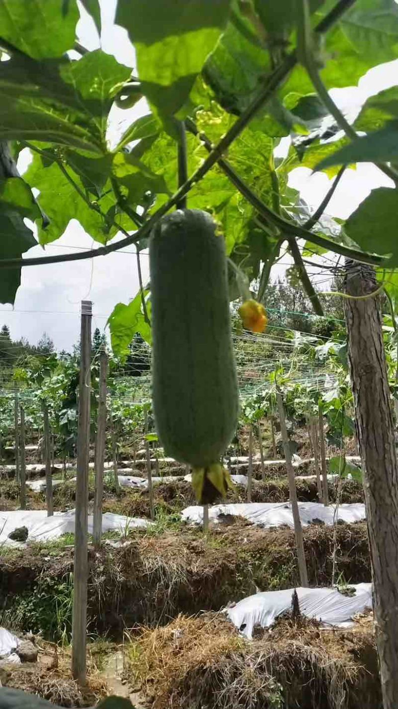 台湾肉丝瓜