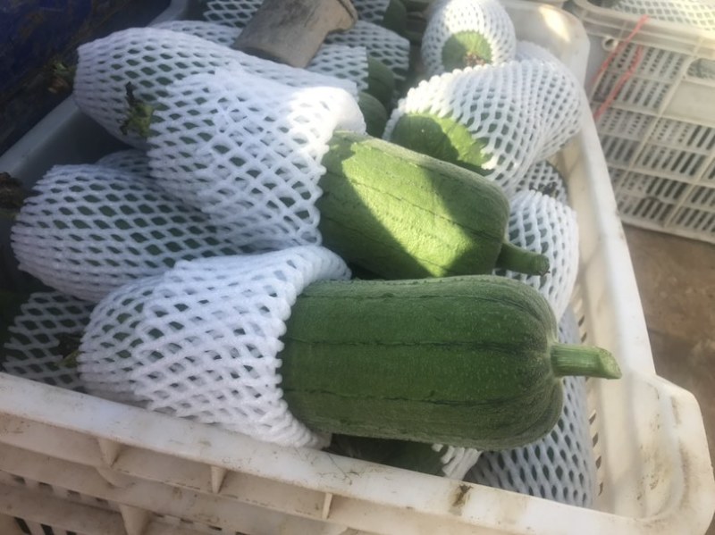 台湾肉丝瓜