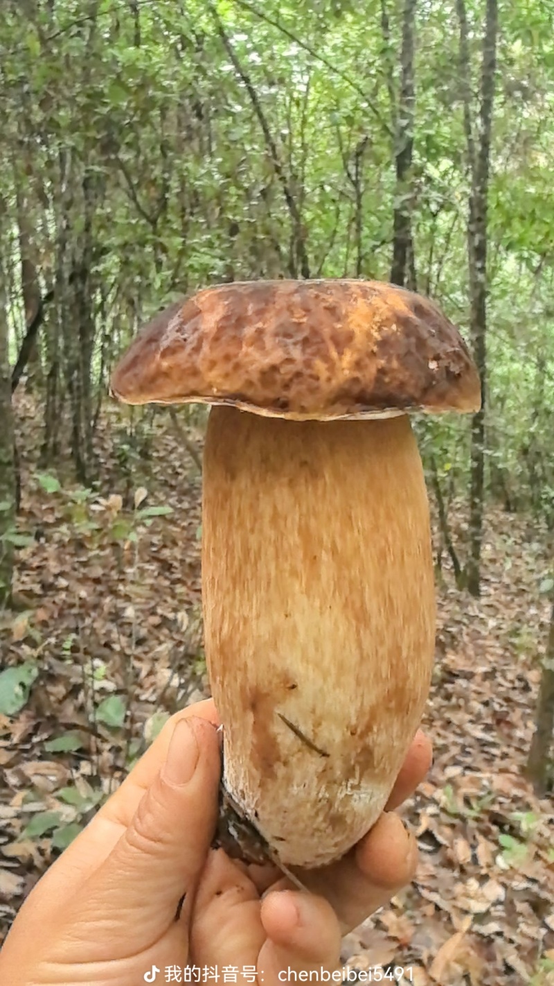云南野生菌