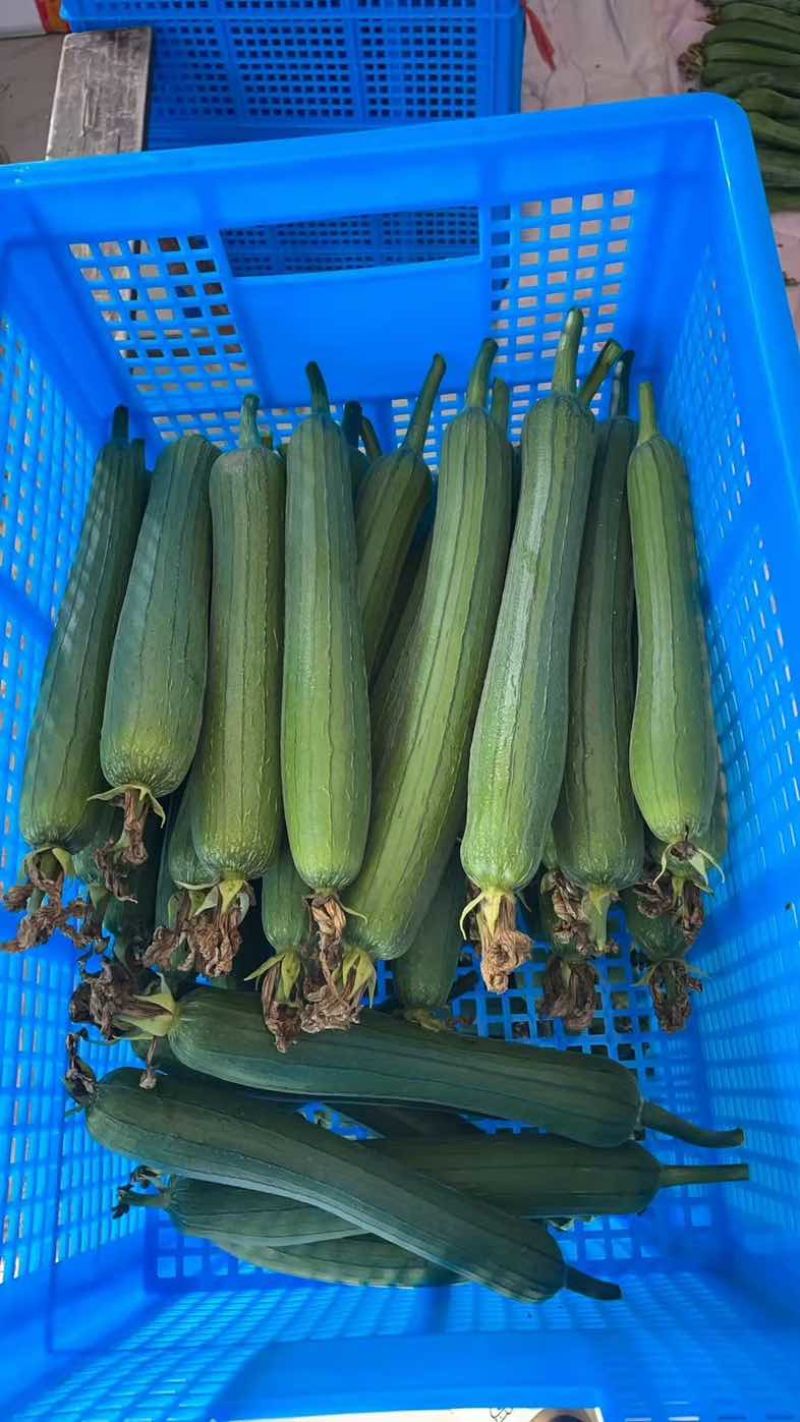 油丝瓜大量上市欢迎咨询量大从优