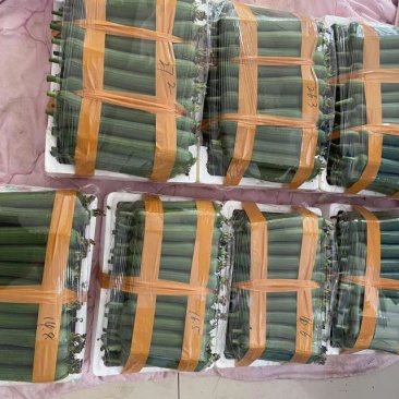 油丝瓜大量上市欢迎咨询量大从优