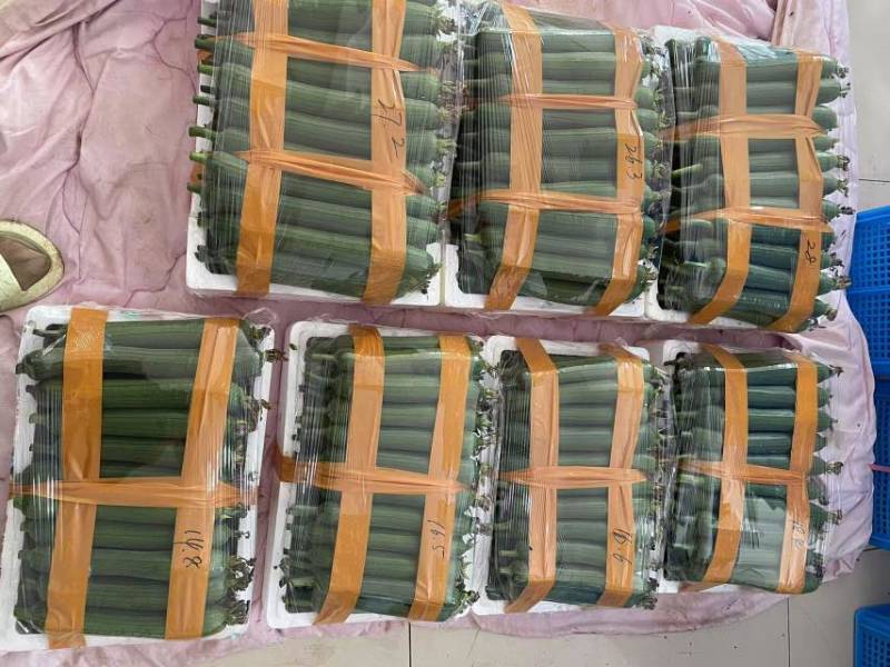 油丝瓜大量上市欢迎咨询量大从优