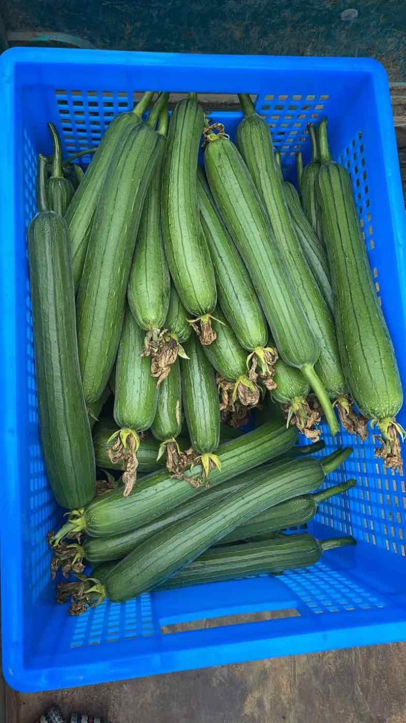 油丝瓜大量上市欢迎咨询量大从优