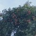 荔枝
