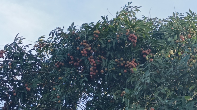 荔枝