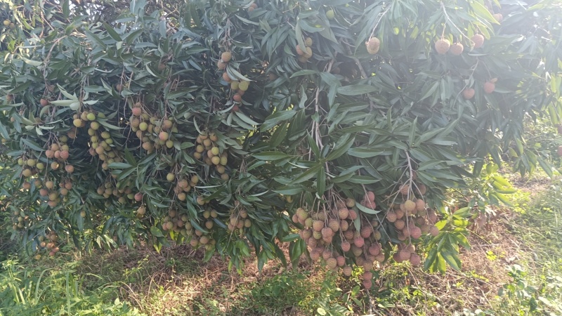 荔枝
