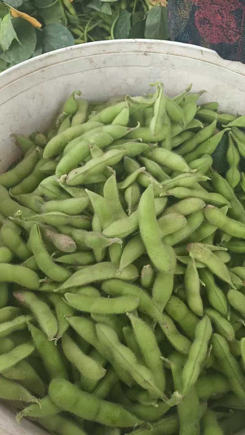 重磅消息推出，毛豆已经上市，无美颜！无滤镜！图片啥样是啥样，
