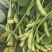 重磅消息推出，毛豆已经上市，无美颜！无滤镜！图片啥样是啥样，