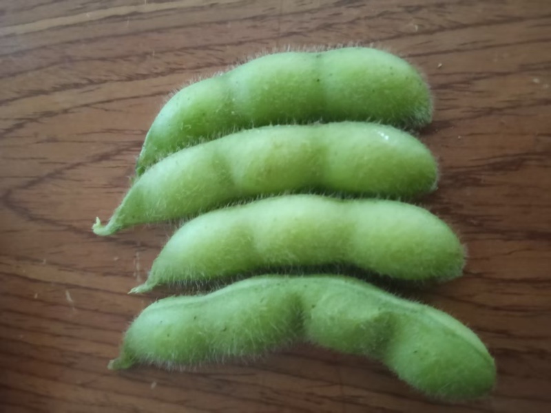 重磅消息推出，毛豆已经上市，无美颜！无滤镜！图片啥样是啥样，