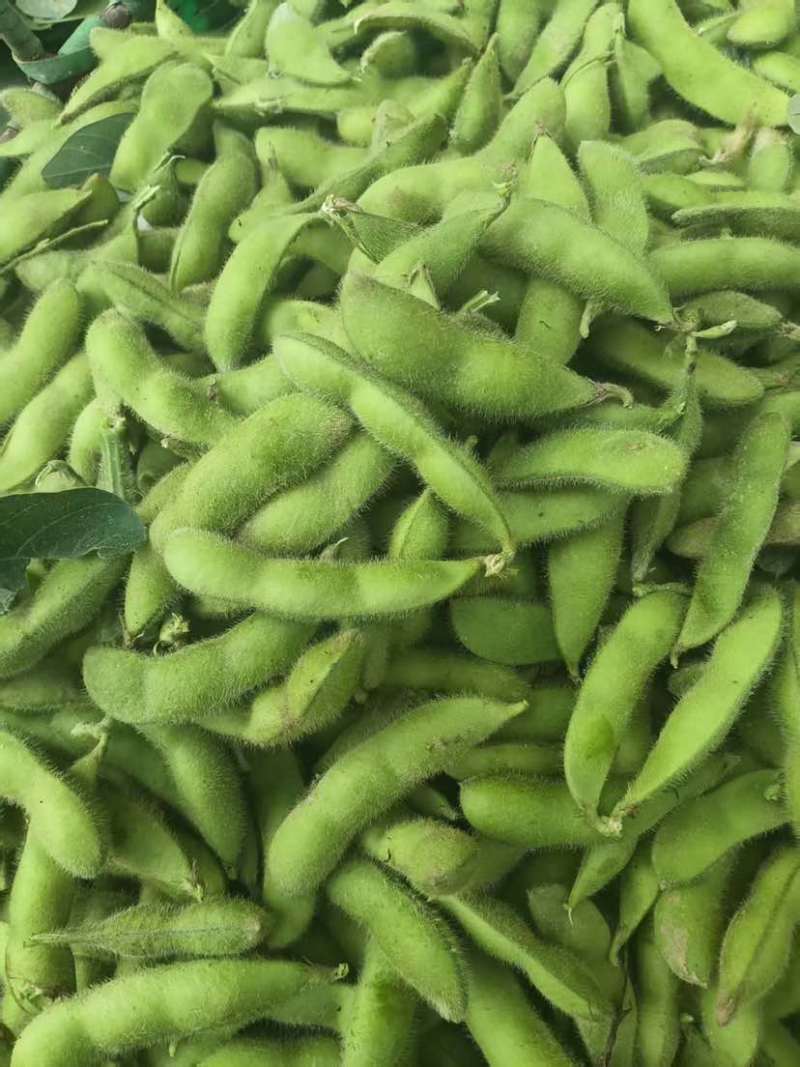 重磅消息推出，毛豆已经上市，无美颜！无滤镜！图片啥样是啥样，