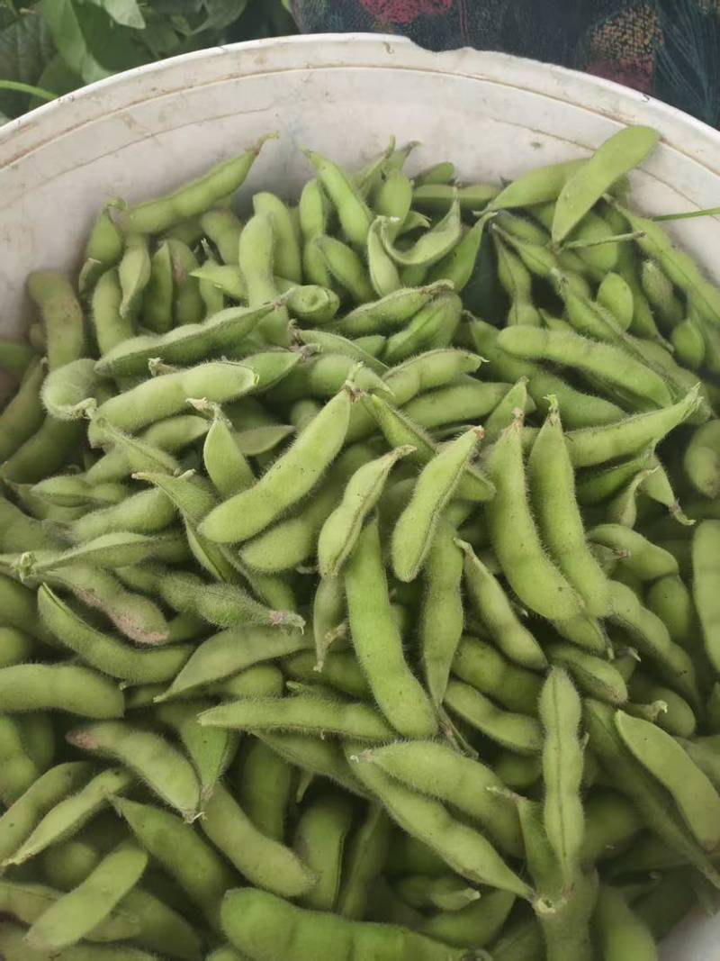 重磅消息推出，毛豆已经上市，无美颜！无滤镜！图片啥样是啥样，