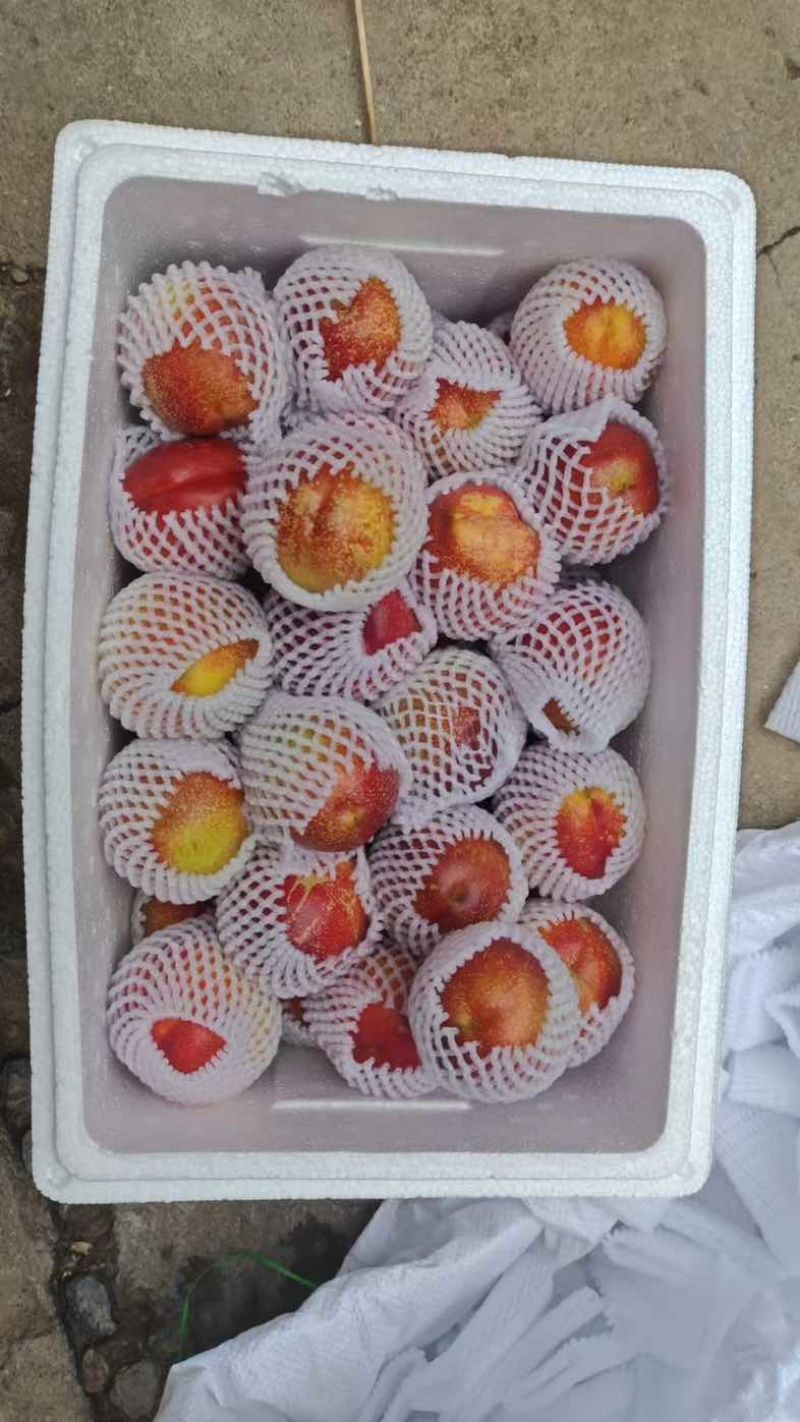 油桃