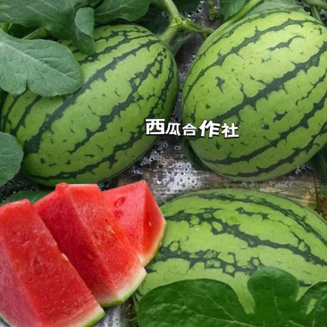 小西瓜小吊瓜