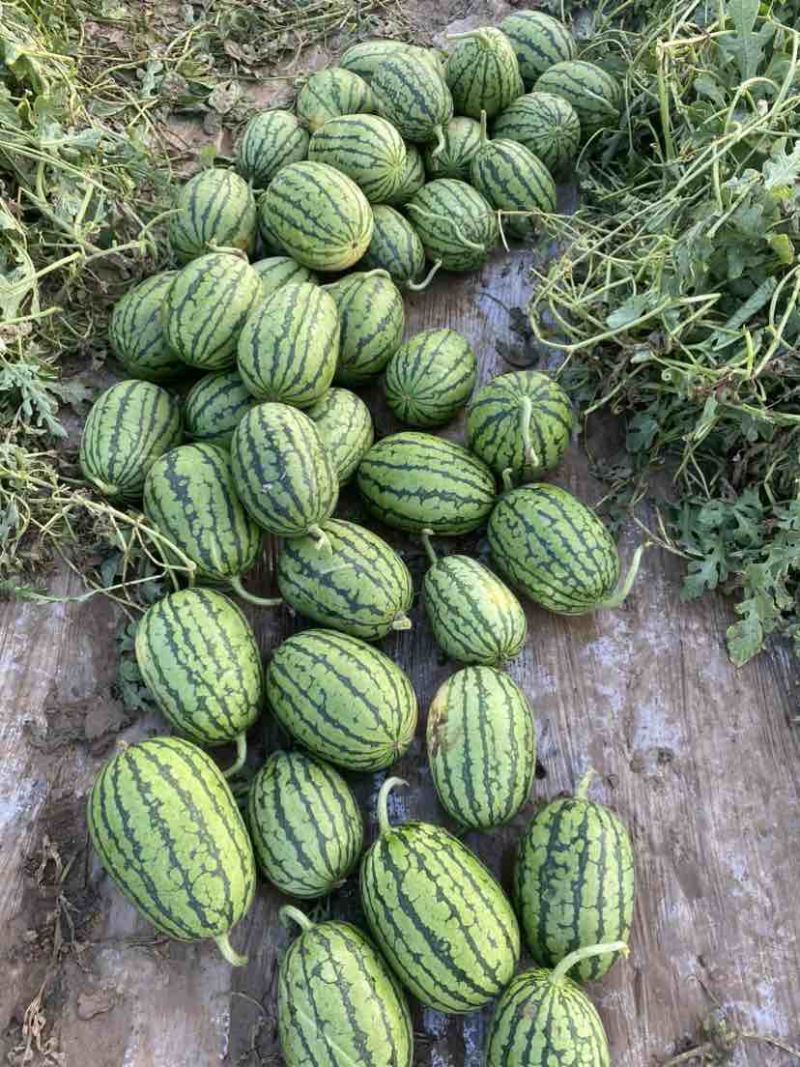 小西瓜小吊瓜