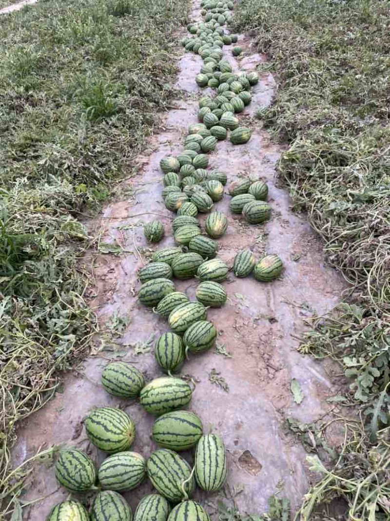 小西瓜小吊瓜